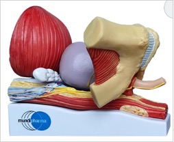 Anatomy model