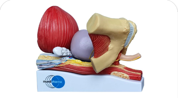 Anatomy model